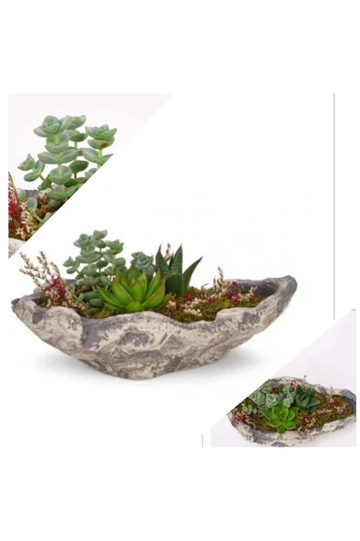 Dekoratif Taş Kayık Saksıda Karışık Sukulent ürün görseli 1
