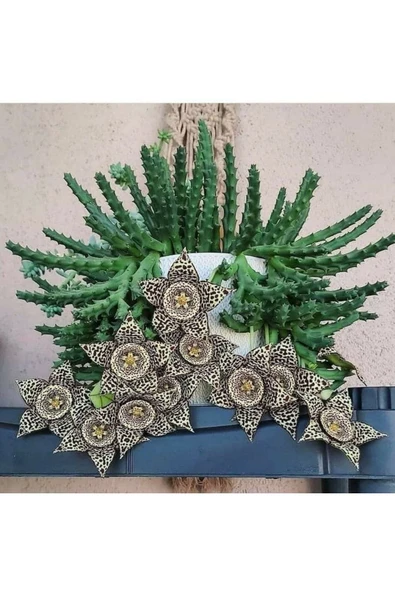 3 Çeşit Leş Kaktüsü 5.5 Saksıda ürün görseli