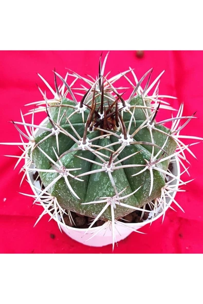 Melocactus-kaktüs-10.5 Cm Saksı-ref4b/49 ürün görseli