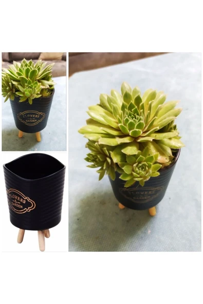 Şık Saksılı Sukulent ürün görseli
