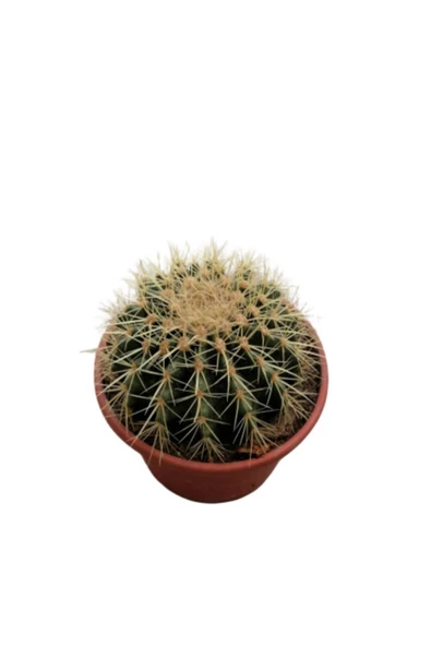 Altın Fıçı Kaktüs -Echinocactus Grusonii-Varil Kaktüs-Top Kaktüs / 15 cm - Resim 2