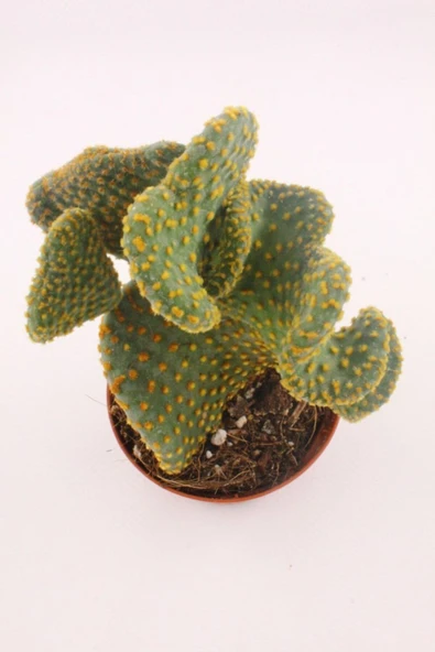 Opuntia Microdasys Cristata - 8.5 Cm Saksıda - Resim 2