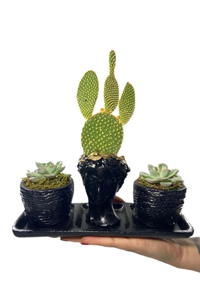 Üçlü Helen Serisi Opuntia Microdasys Kaktüs Ve Sukulent Tasarım - Resim 3