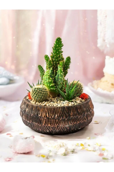 Taş Saksıda Kaktüs ve Sukulent Aranjman Seti Kod1 - Resim 2