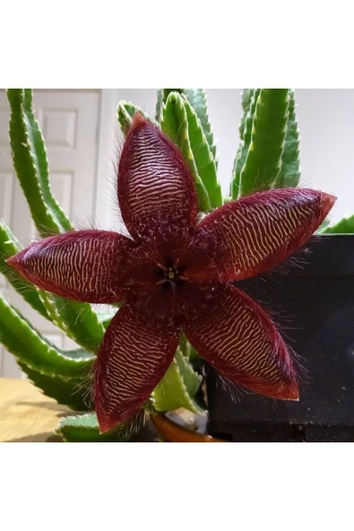 3 Çeşit Leş Kaktüsü 5.5 Saksıda - Resim 7
