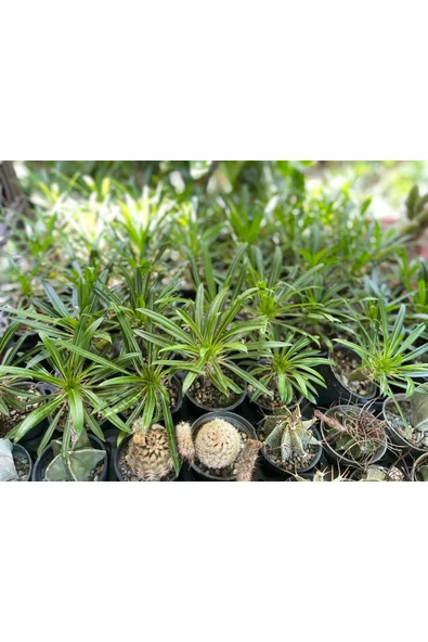 Madagaskar Palmiyesi - Resim 2