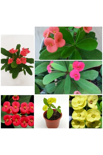 3 Adet 3 Renk Dikenler Tacı Sarı Kırmızı Pemde 5.5 Saksılı ürün görseli