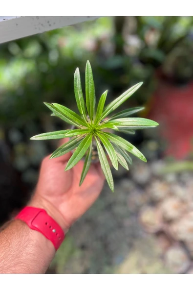 Madagaskar Palmiyesi - Resim 4