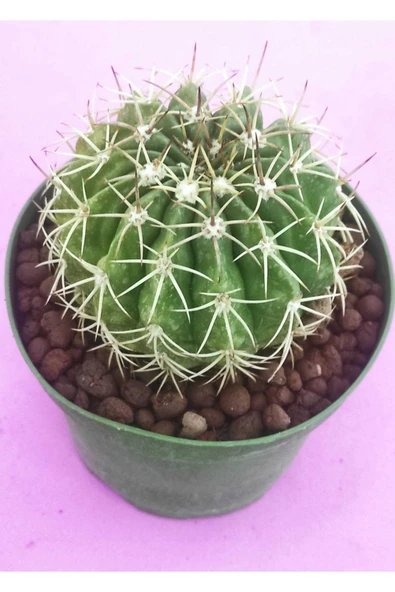 Melocactus ürün görseli