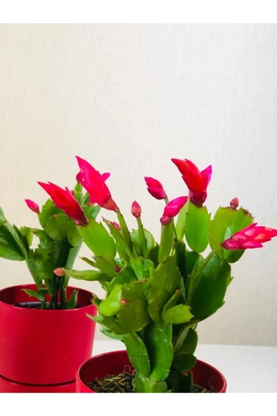 Yılbaşı Çiçeği Yılbaşı Kaktüsü Yeniyıl Bitkisi Ev Ofis Salon Bitkisi - Resim 2