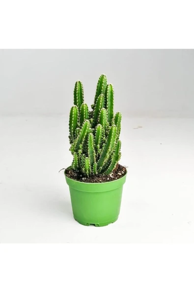 Cereus Peruvianus -florida-radrasyon - 1
