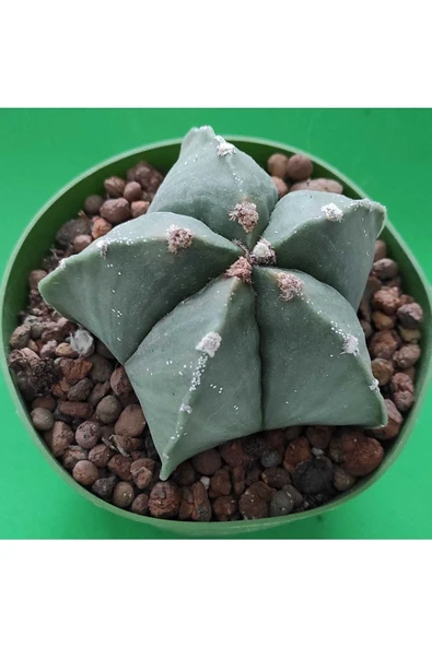 Papaz Takkesi - Resim 2