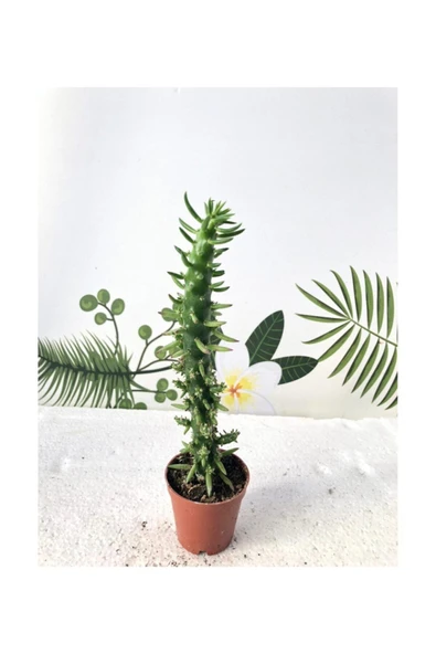 Peru Kaktüsü ürün görseli