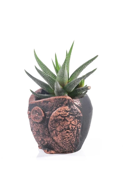 Baykuş Saksıda Howarthia Kaktüs - Resim 2