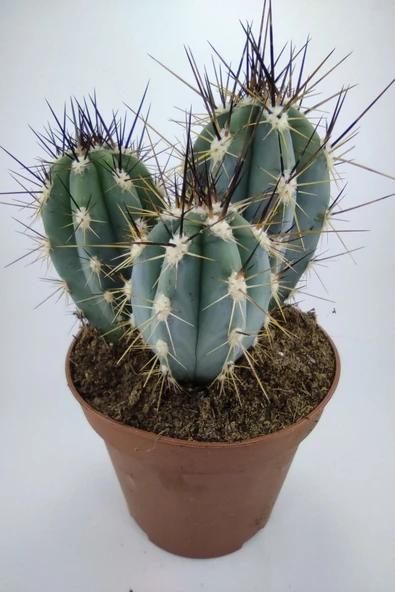 Stetsonia Coryne Kaktüs 13 Cm Capında Mavi Sütun Kaktüs