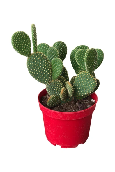 Büyük Boy Ve Bol Köklü Tavşan Kulağı Kaktüs Sukulent ürün görseli