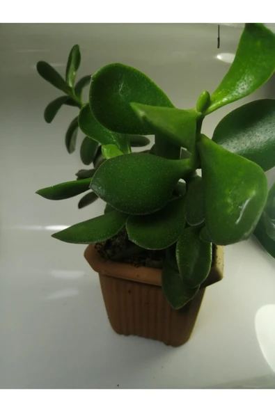 Para Çiçeği ürün görseli