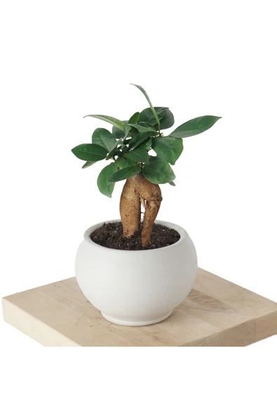 Bonsai Ficus Ginseng (Bonsai Sans & Bereket Agaci) ürün görseli