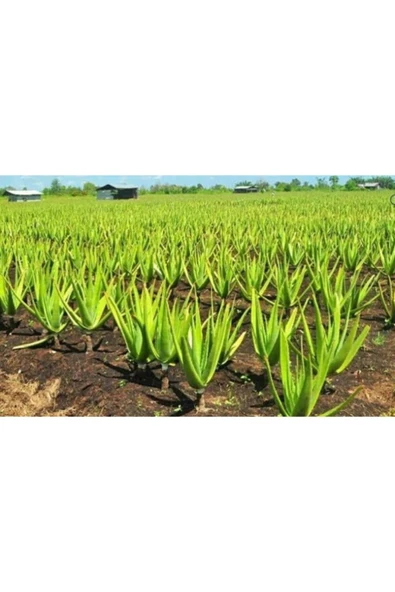 Aloe Vera Sarısabır 10.5 Saksıda - 2