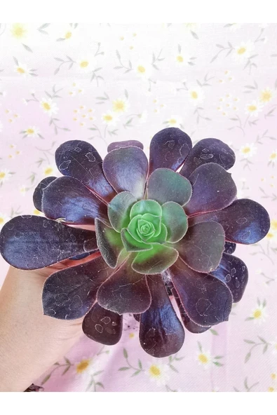 Aeonium Arboreum