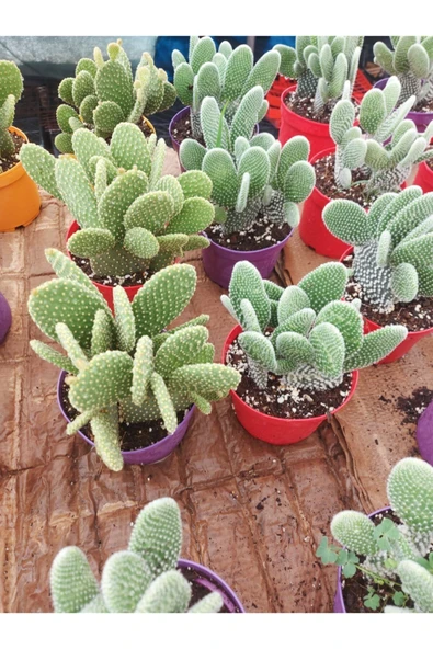 Opuntia Microdasys(tavsan Kaktus) - Resim 2