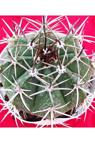 Melocactus-kaktüs-10.5 Cm Saksı-ref4b/49 - Resim 2