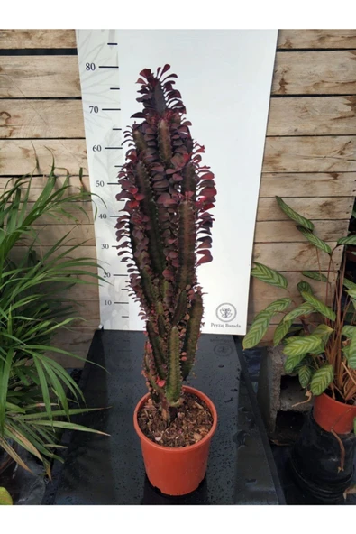 Euphorbia Trigona "rubra" Xl ürün görseli 1