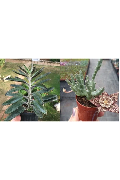 1 Aşkın Gözyaşı + 1 Leş Kaktüsü ürün görseli