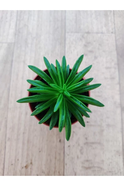 Peperomia Nuvelis ( 5,5 Cm Saksıda ) Nadir Tur Sukuklent - Resim 3