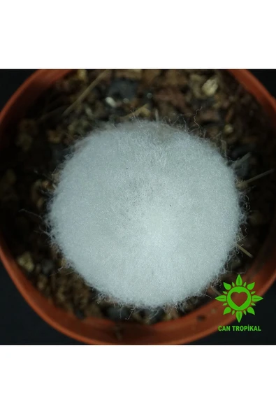 Cephalocereus Senilis, Çiçek Açan Sütun Kaktüs - 3