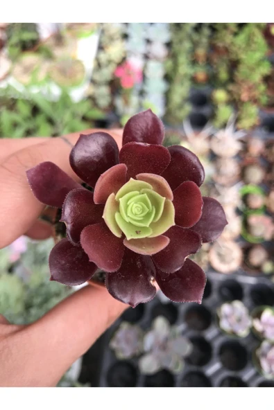 Kızıl Siyah Tür Aeonium Arboreum ürün görseli