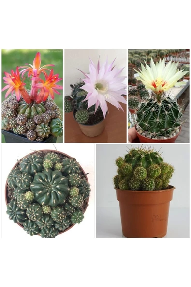 3 Çeşit Çiçek Açan 3 Adet Kaktüs ürün görseli