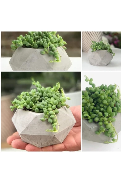 Geometrik Saksıda Tesbih Çiçeği Senecio ürün görseli