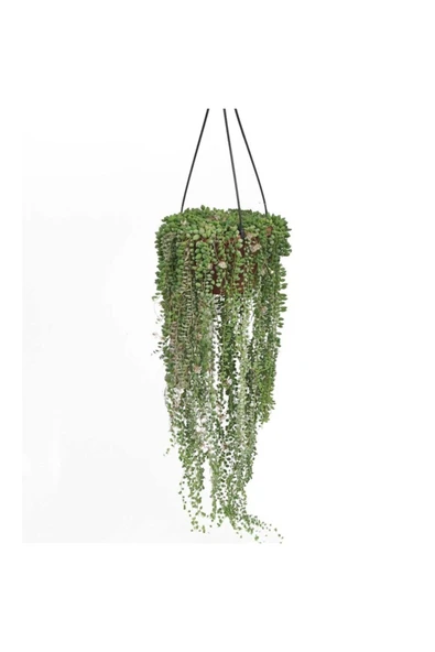 Senecio - Tesbih Çiçeği (23 Cm Saksıda) ürün görseli 1