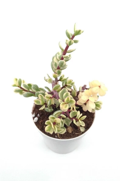 Portulacaria Afra Sukulent - 8.5 Cm Saksı ürün görseli
