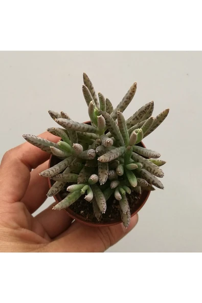 Kalanchoe Daigremontiana, Aşkın Gözyaşı Bitkisi Sukulent - Resim 2