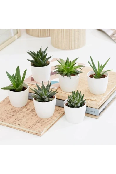 3 Geometrik Beton Saksıda 3 Adet Kaktüs ürün görseli 1