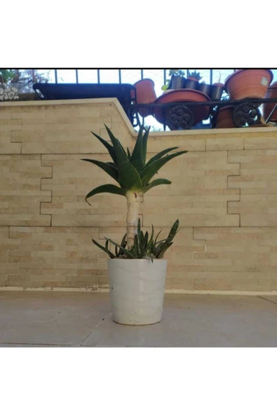 Seramik Saksıda Bonsai Sarısabır 1881 ürün görseli