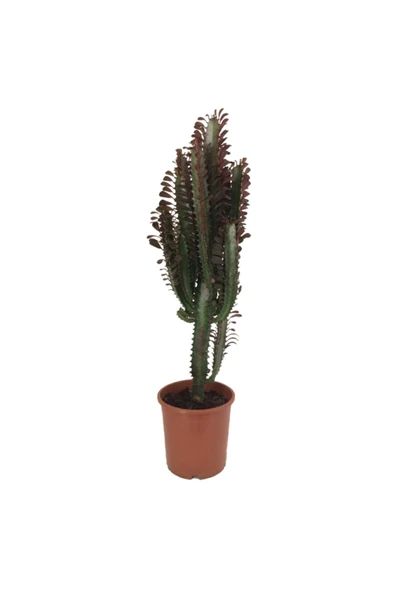 Euphorbia Trigona Rubra Süt Ağacı Kaktüs 70 cm Dolgun Yapılı