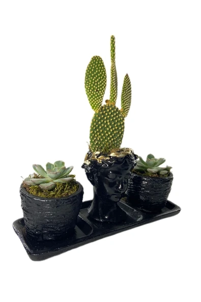 Üçlü Helen Serisi Opuntia Microdasys Kaktüs Ve Sukulent Tasarım - Resim 2