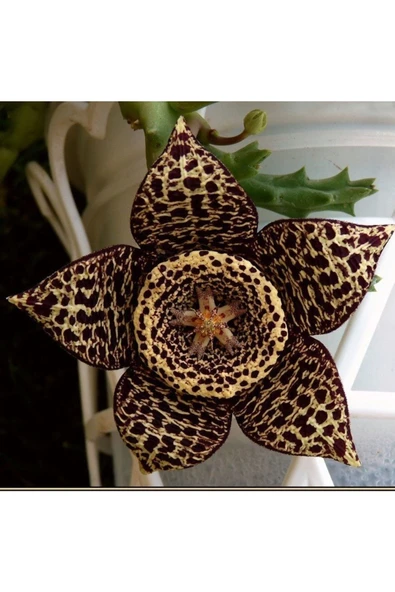 3 Çeşit Leş Kaktüsü 5.5 Saksıda - Resim 3