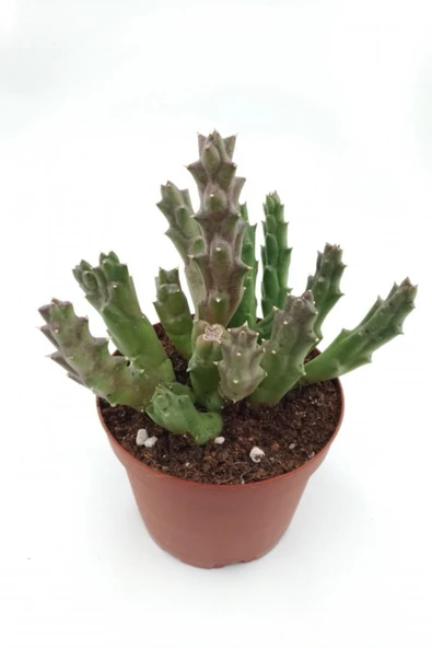 Leş Kaktüs ( Büyük Çiçekli Leopar Desen) - 8.5 Cm Saksıda ürün görseli