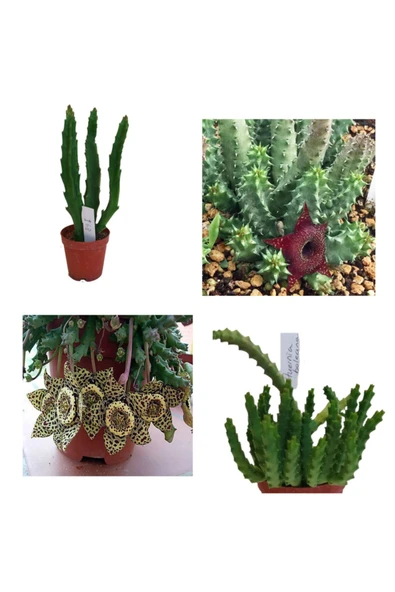 Leş Kaktüsü Hüernia Sc Hneideriana +stapelia-variegata Hüernia Boleana Huernia Boleona