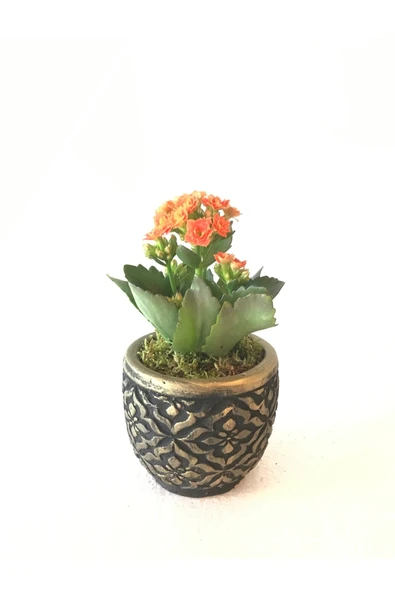 Dekoratif Beton Saksıda Kalanchoe ürün görseli 1