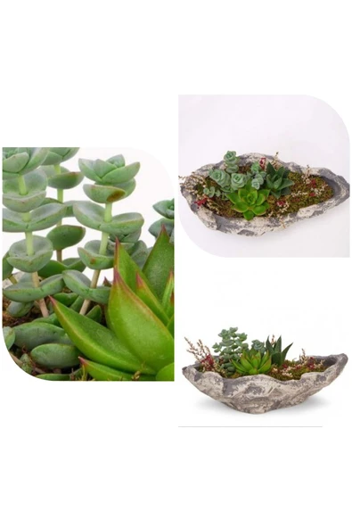 Dekoratif taş kayık saksıda karışık sukulent (açıklamayı okuyunuz) ürün görseli