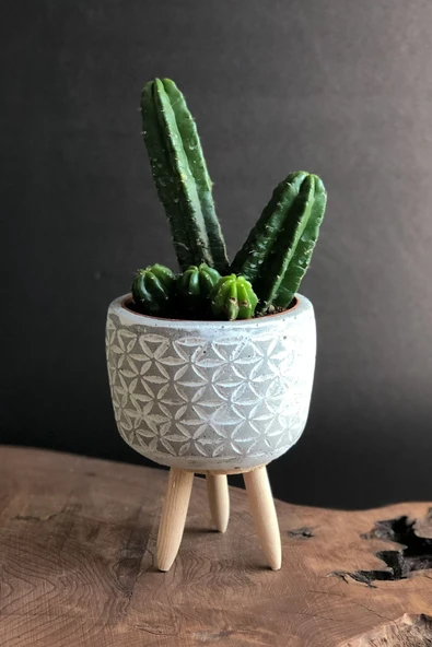 Dekoratif Saksıda Büyük Kaktüs ürün görseli