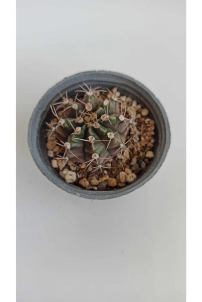 Gymnocalycium Mihanovichii 8,5 cm Saksıda ürün görseli