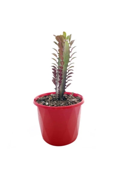 Euphorbia Trigona Red (afrika Süt Ağacı) 5.5 Cm Saksıda