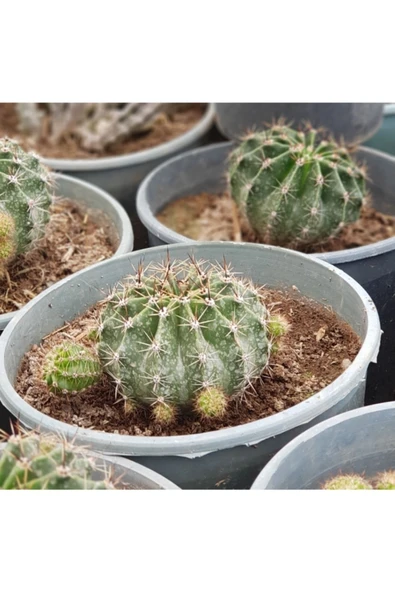 Parodia Kaynana Topuzu Kaktüs Çiçek ürün görseli