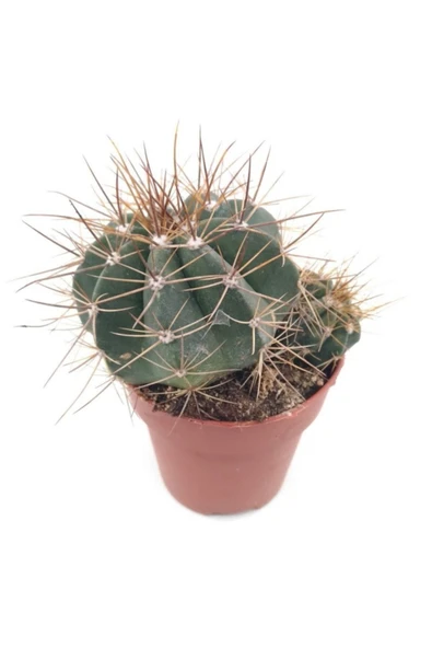 Melocactus Matanzanus (kırmızı Tepe) - 8.5 Cm Saksı ürün görseli